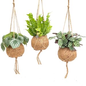 Hanging Plants