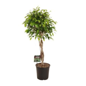 Ficus Benjamina Exotica - Ø27cm - ↕120cm